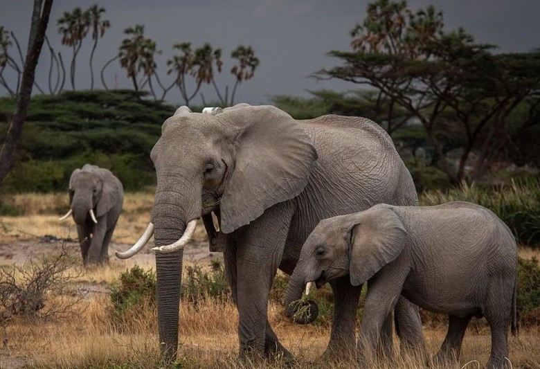 Elephants fitted with wildlife tracking collars