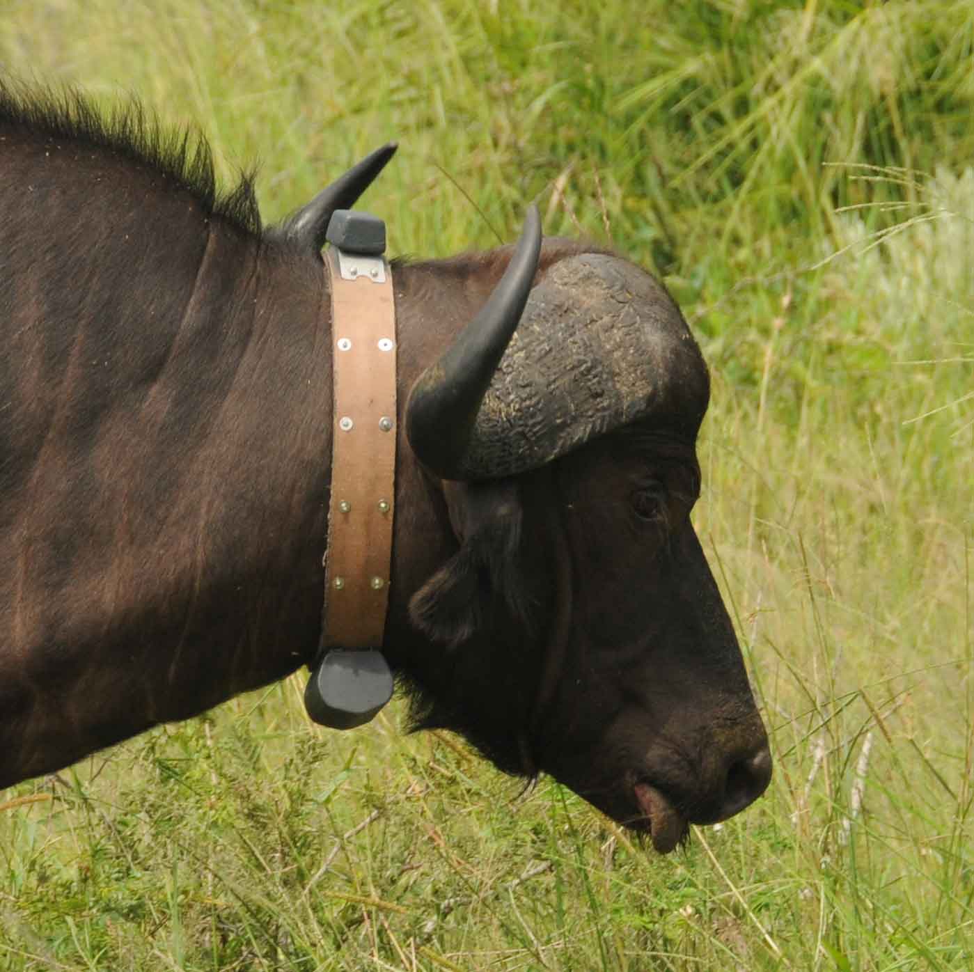 Buffalo fitted with a tracking device