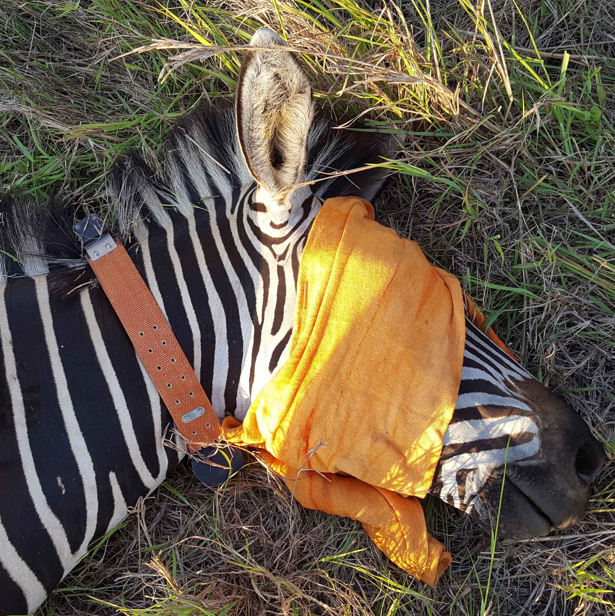 Sedated zebra being fitted with a GPS tracking collar