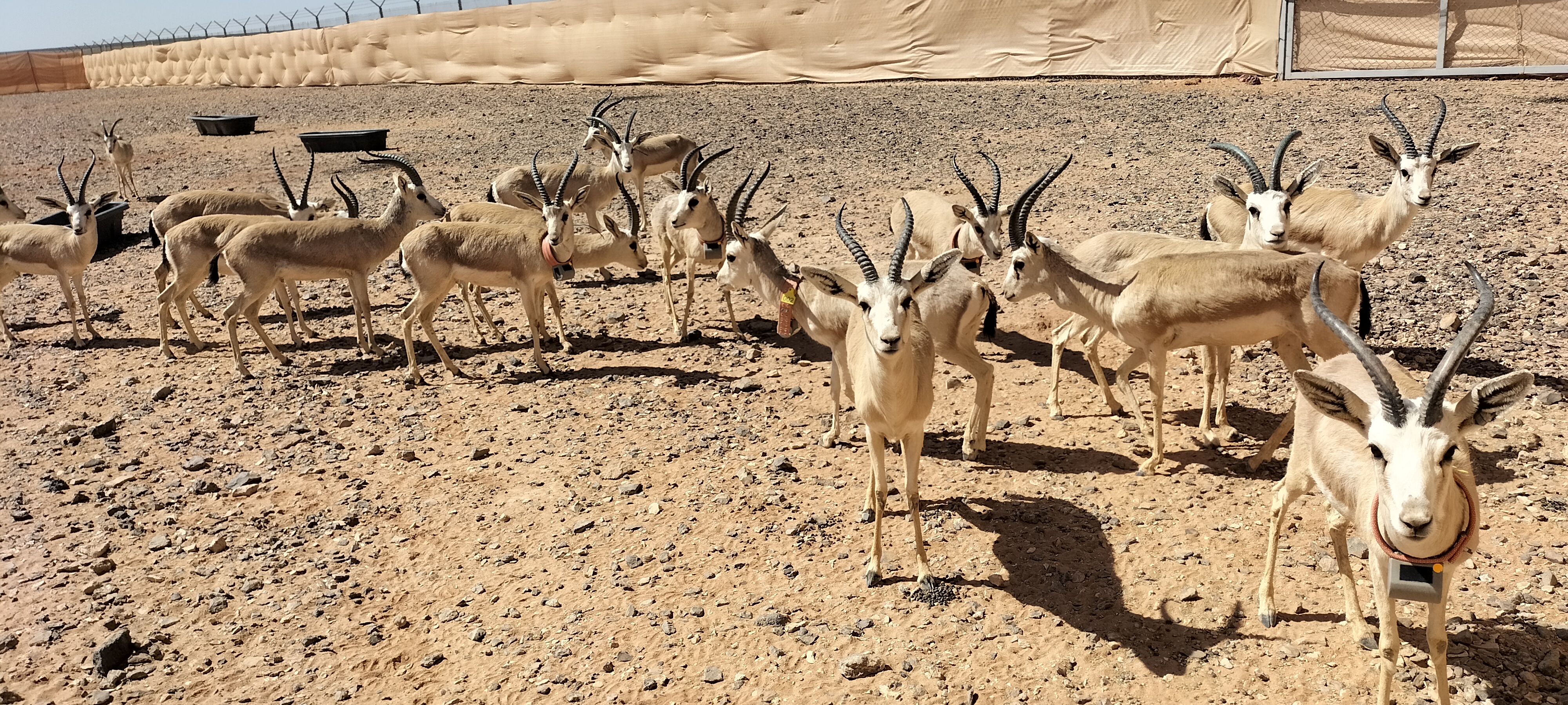 Herd of gazelles wearing tracking collars on the plains