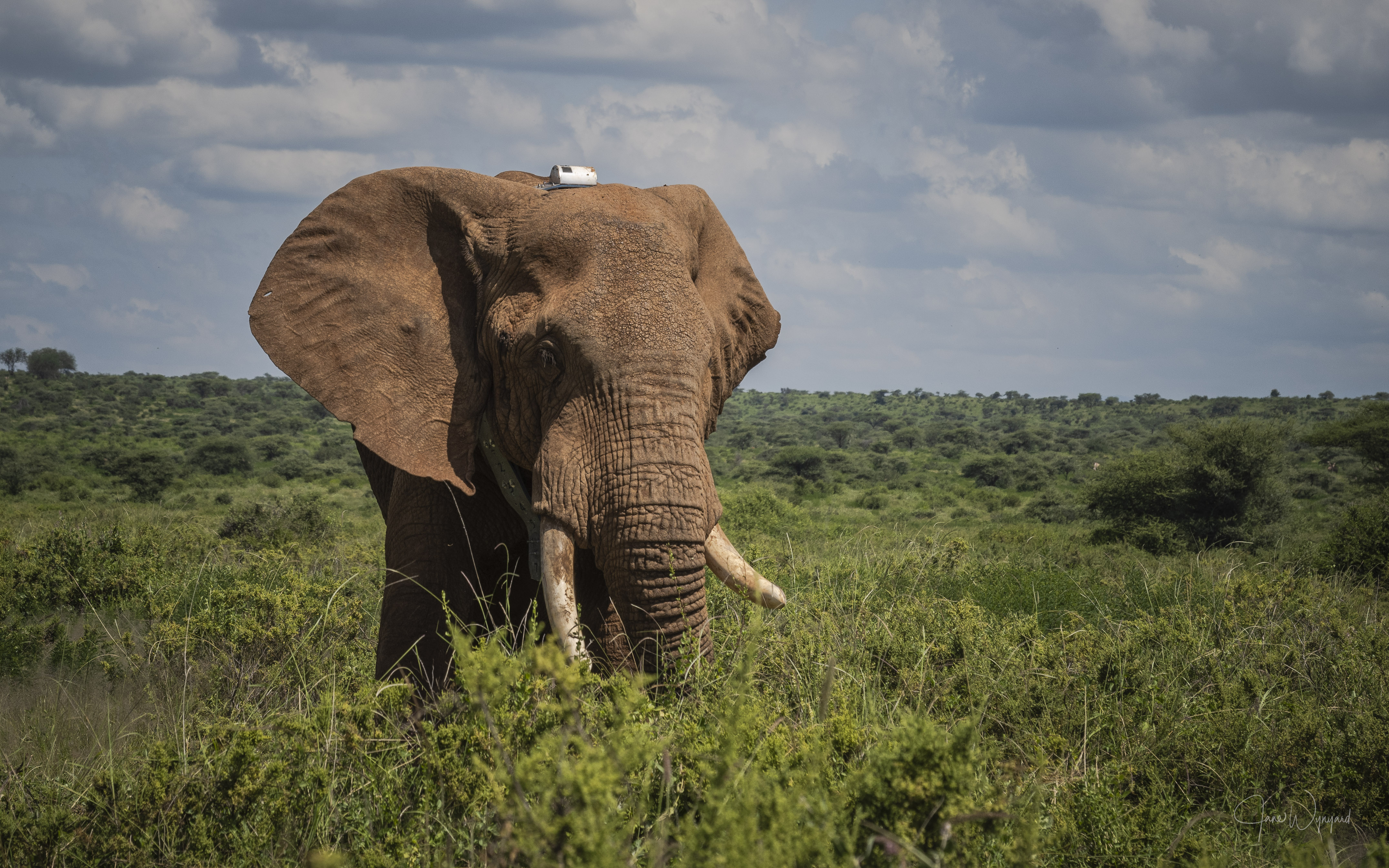 Collared bull elephant in the field after collaring