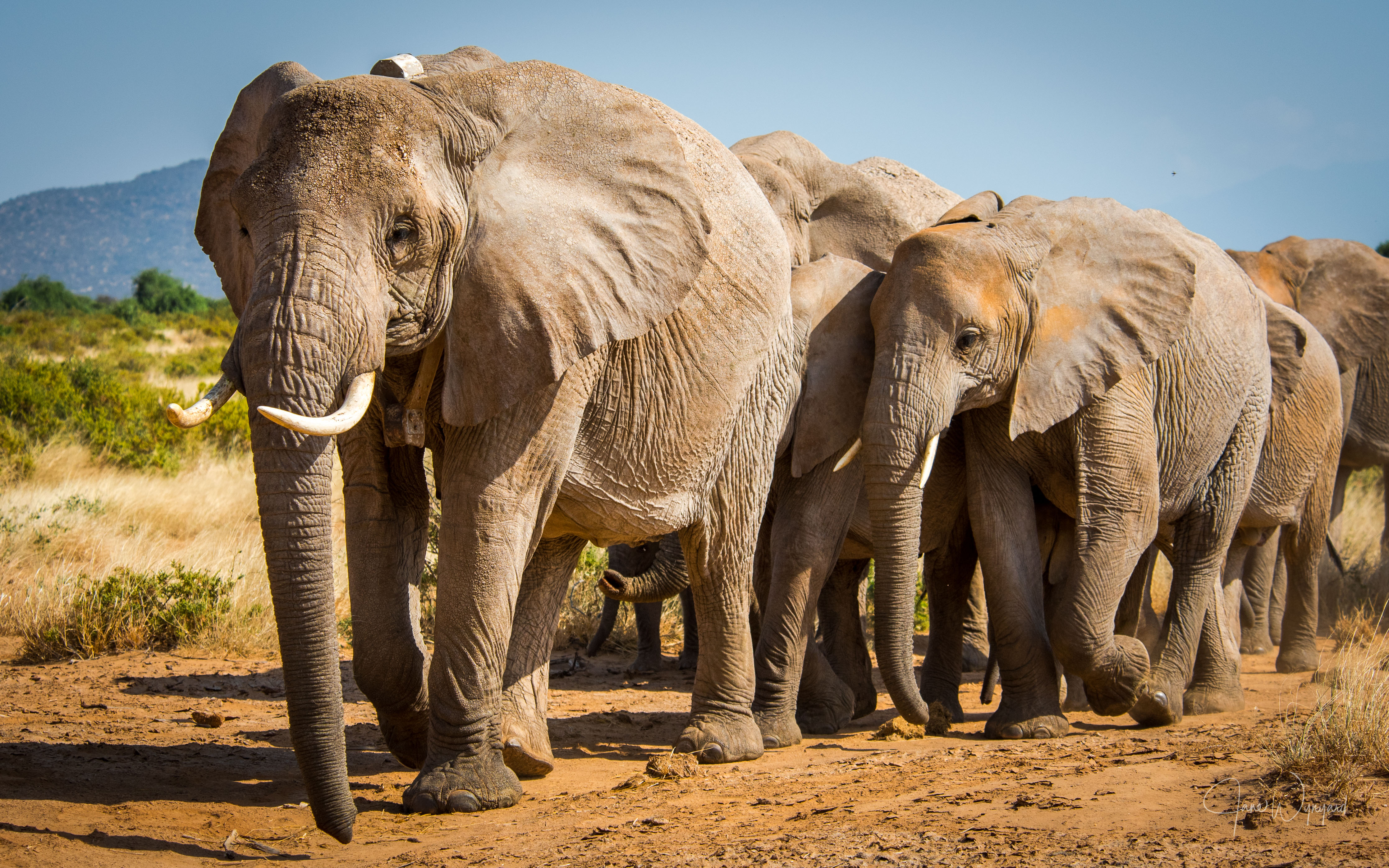 Collared elephant family walking across open savannah