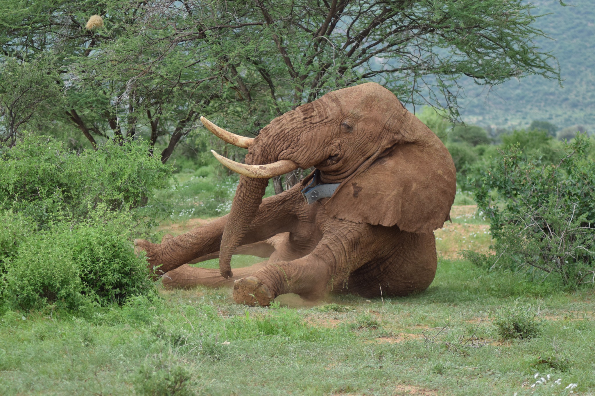 Collared bull elephant resting in green vegetation