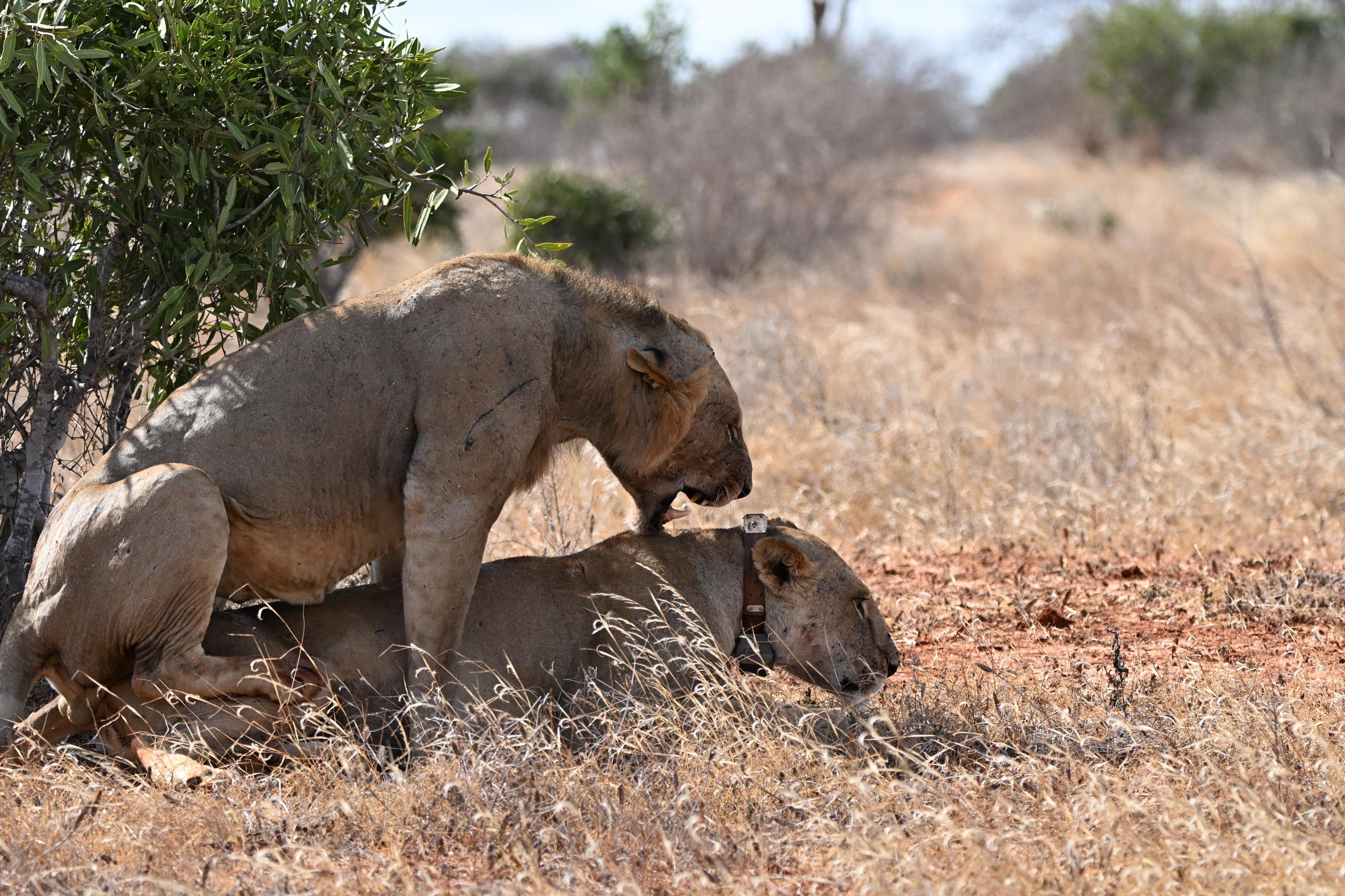 Lions in Tsavo with a Savannah Tracking collar - Simba Project
