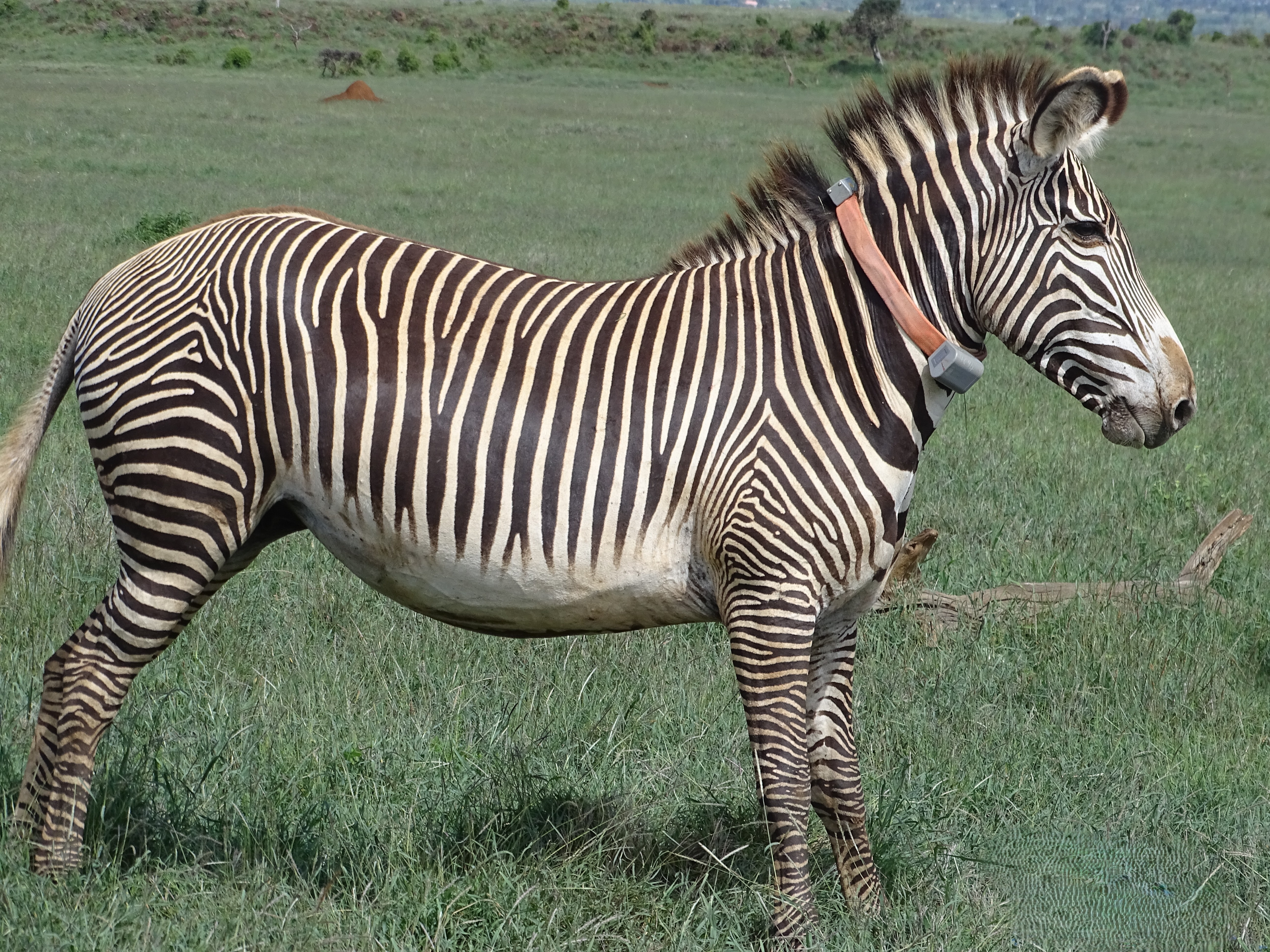 Grevy's zebra wearing a GPS tracking collar