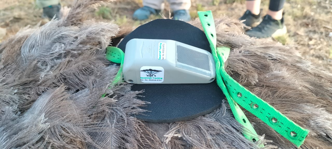 Savannah Tracking specialized GPS tag with harness straps