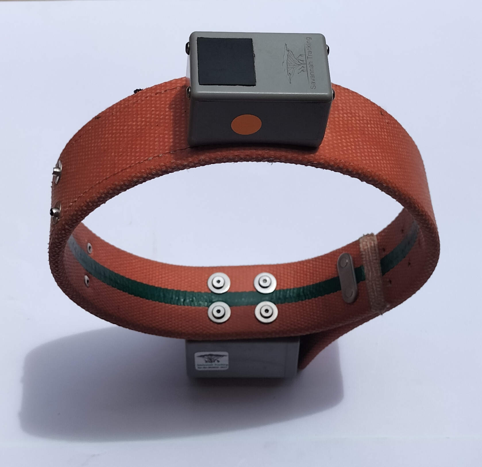 Grevy's zebra wearing an orange GPS tracking collar