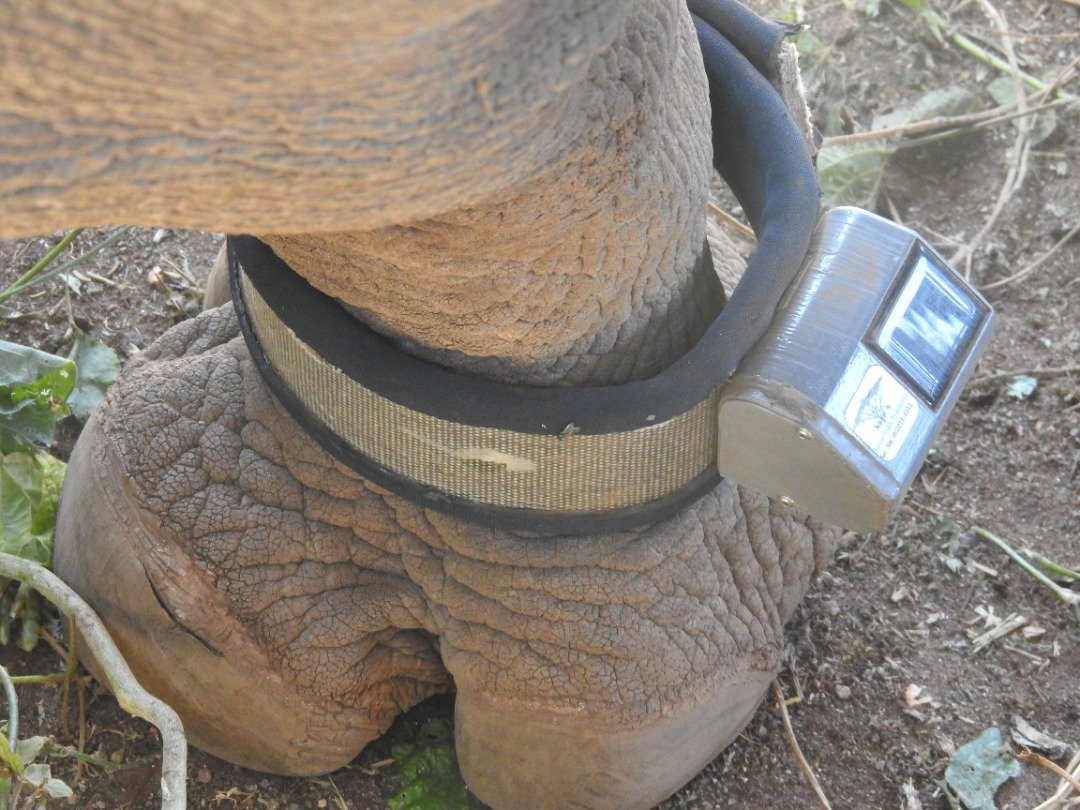 GPS tracking bracelet fitted on an elephant leg