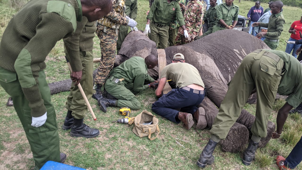 Field team fitting a tracking collar on an elephant during a collaring operation
