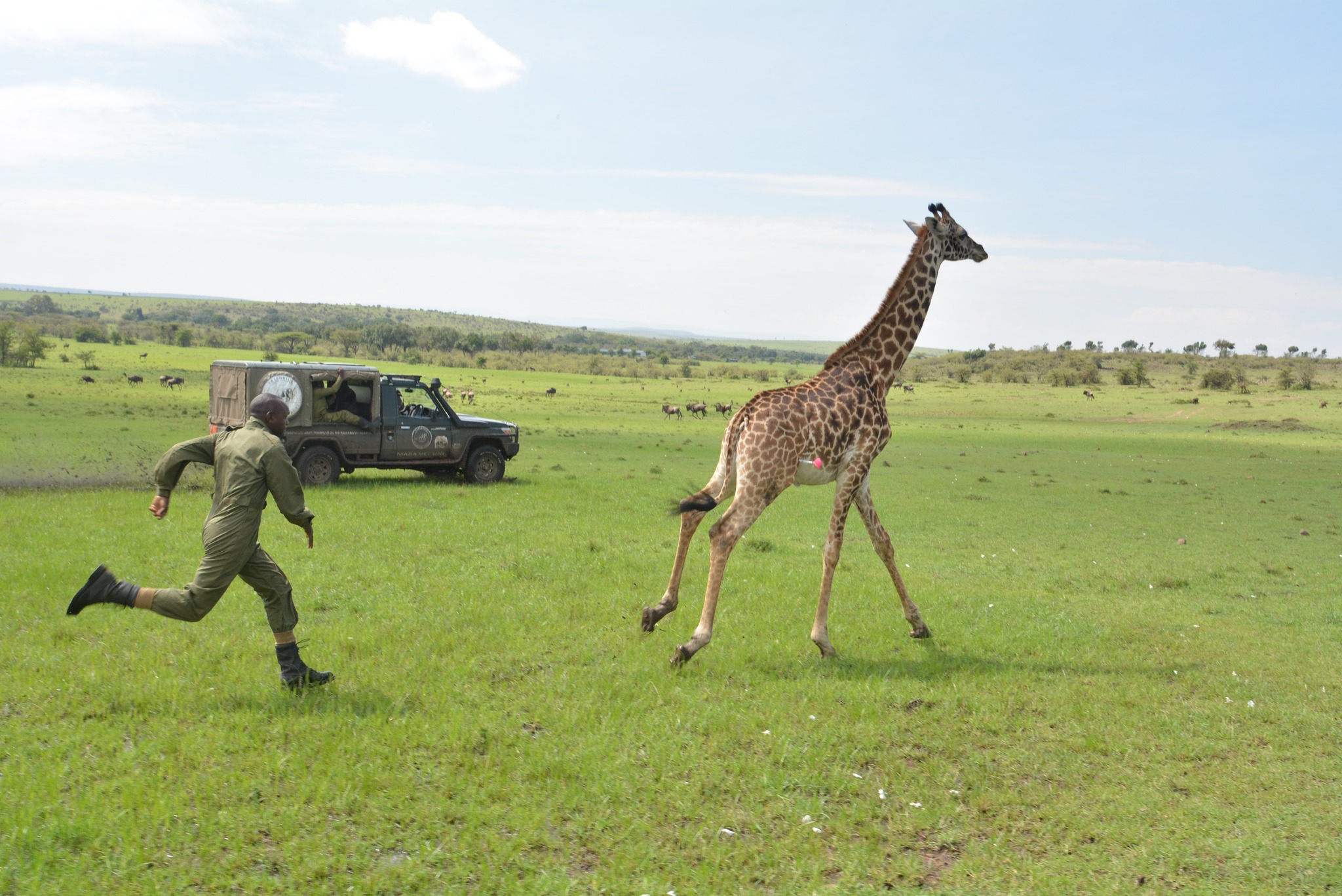 Ranger running alongside a giraffe released after collaring