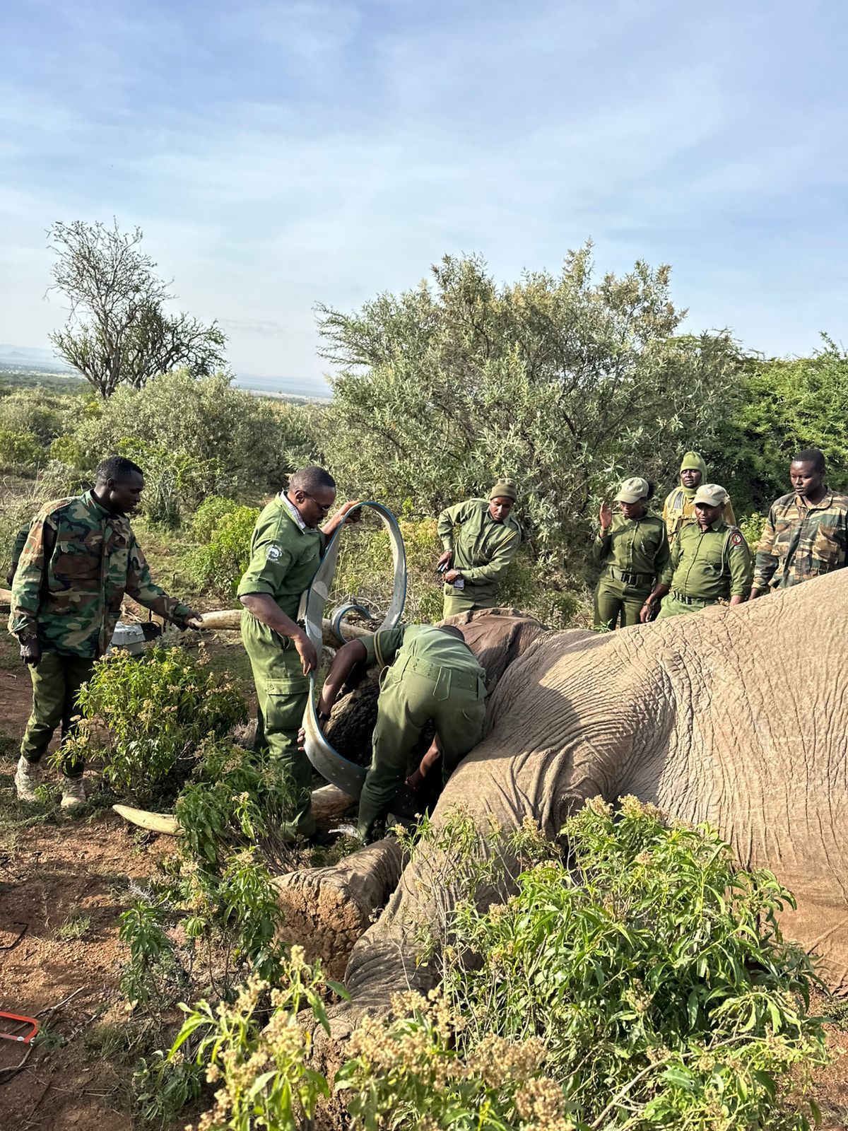 Field team fitting a tracking collar on an elephant