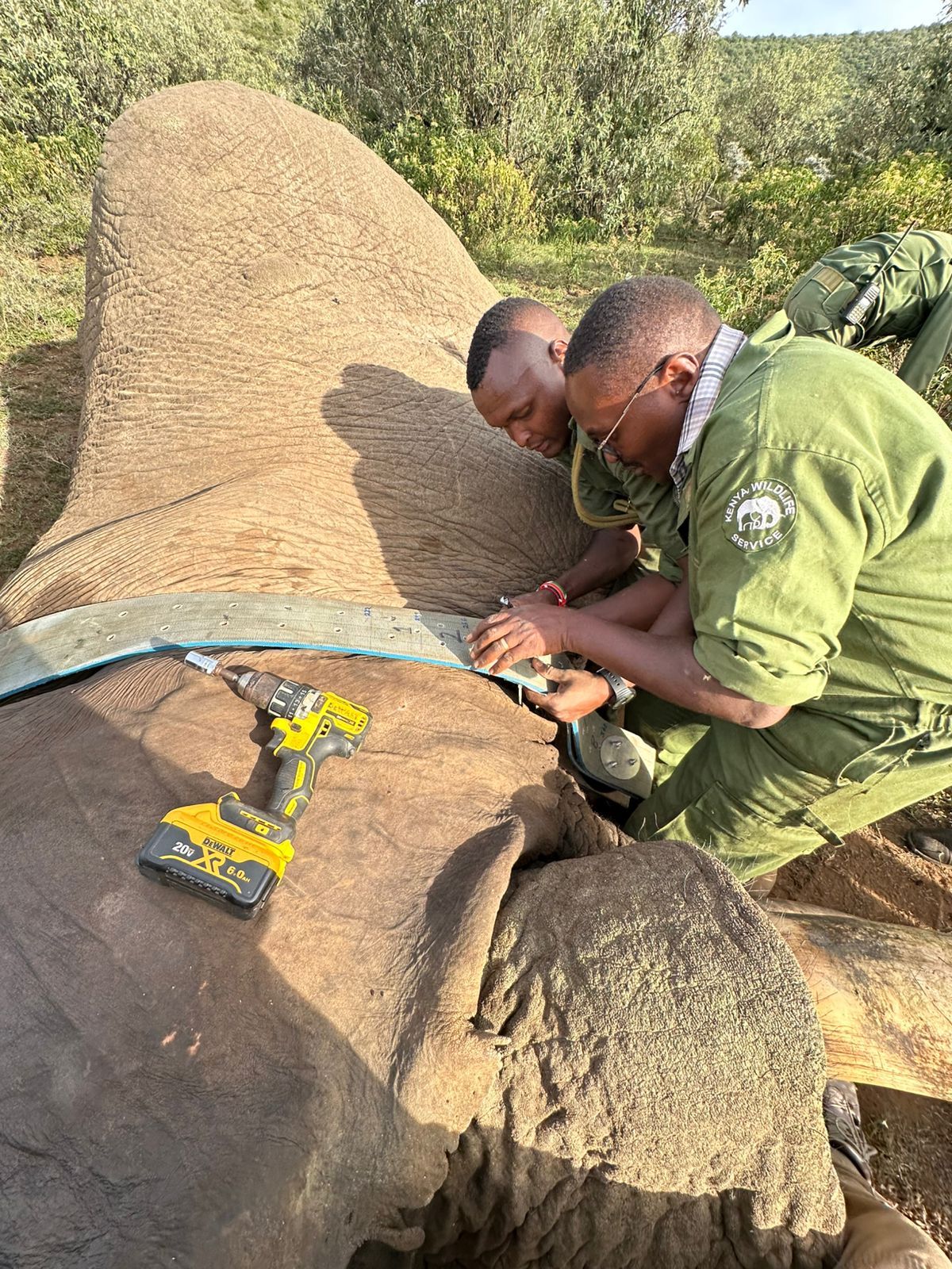 Rangers fitting a tracking collar on an elephant in the field