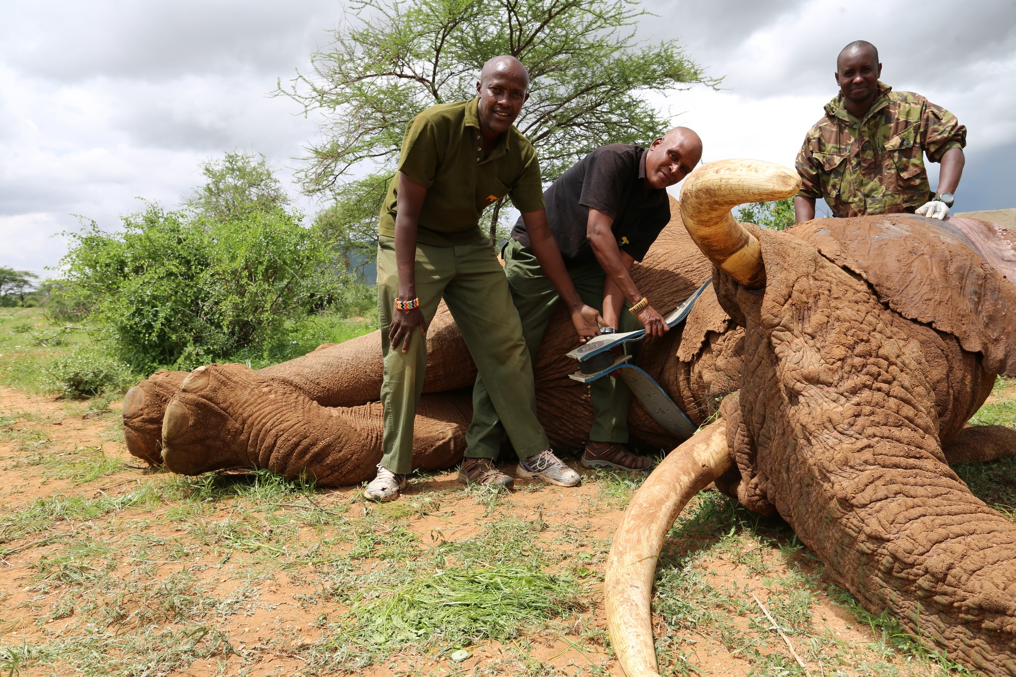 Rangers working around a sedated bull elephant during a collaring operation