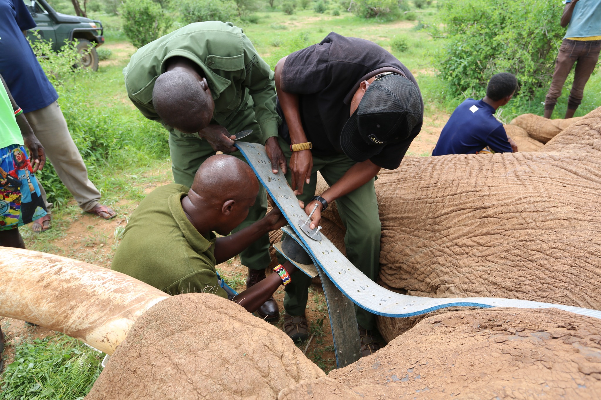 Field team fitting a tracking collar on an elephant