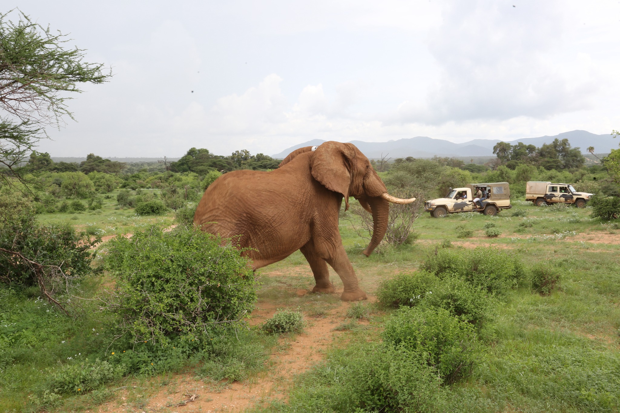 Elephant approaching field vehicles in a conservation area