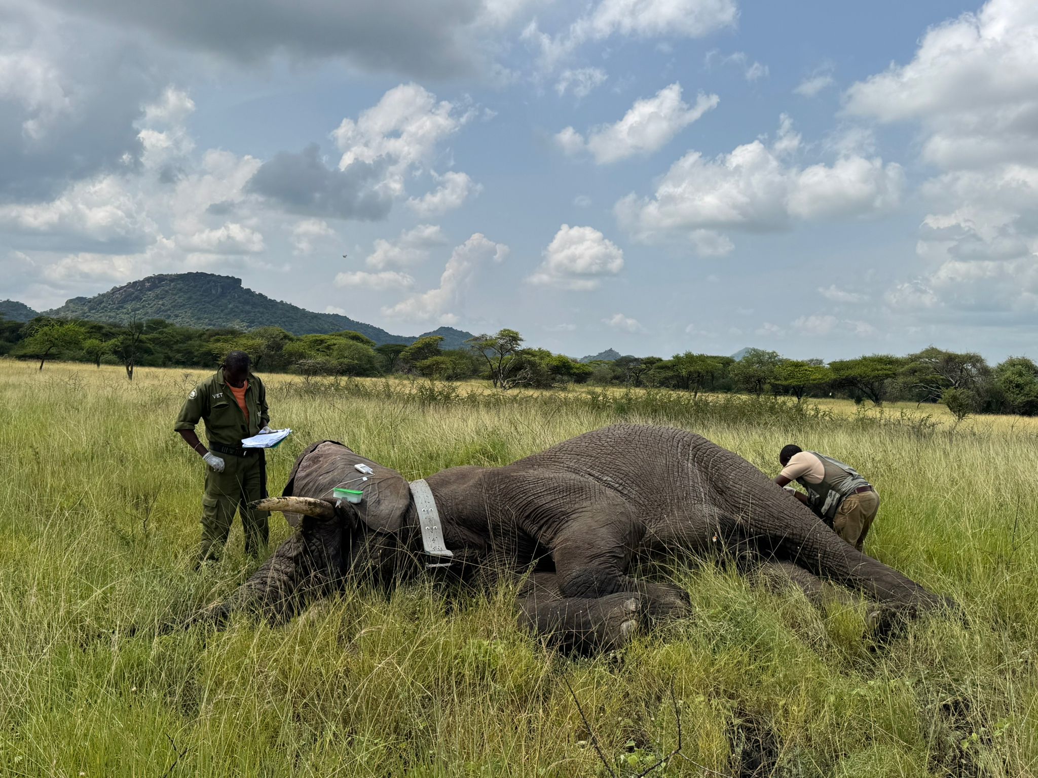 Field team conducting an elephant collaring operation in open grassland