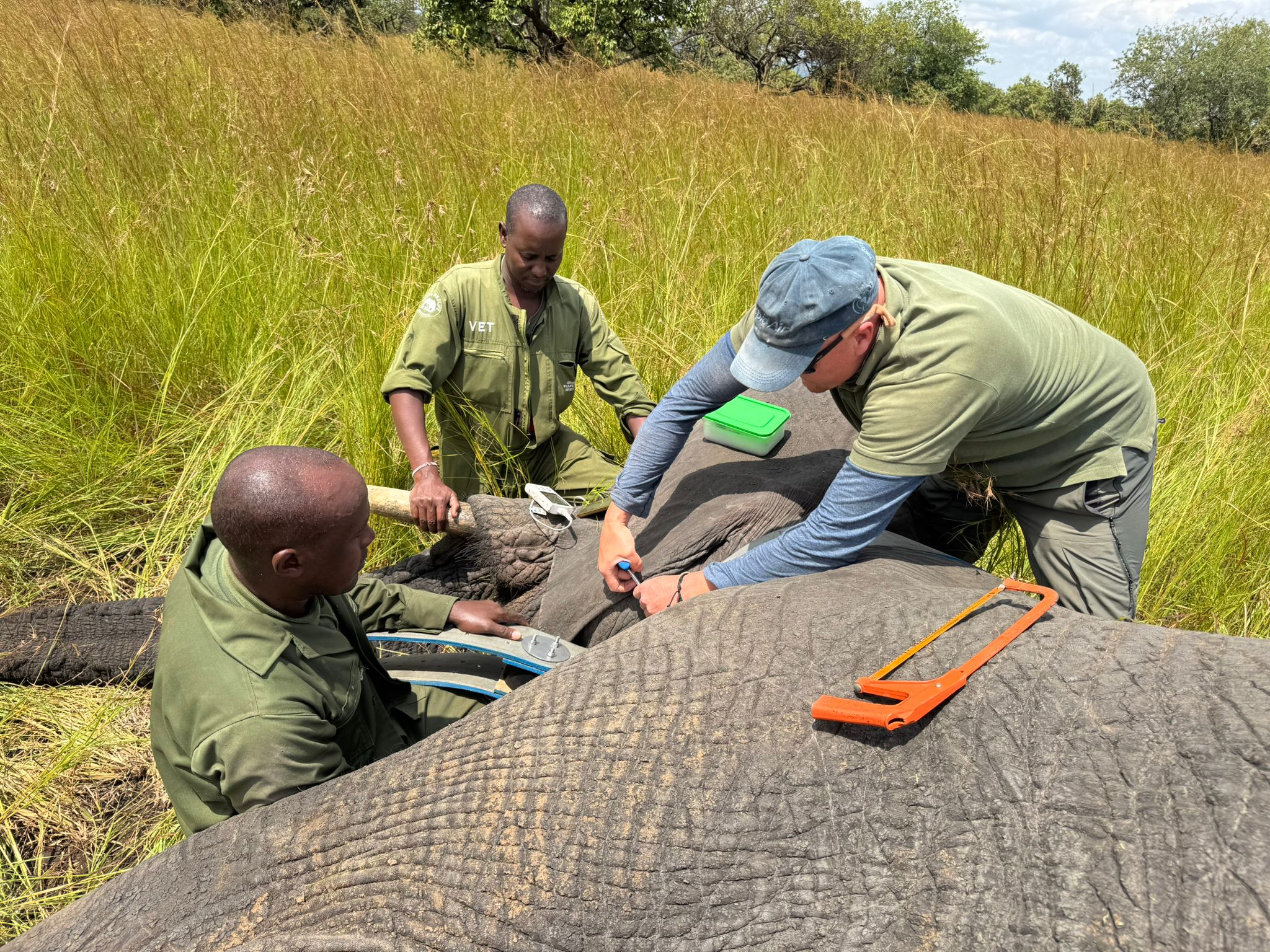African elephant with a tracking collar walking through the savannah